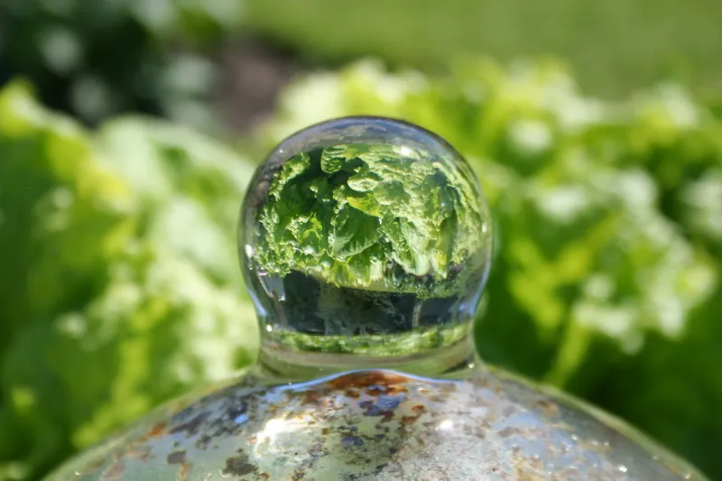 water drop or glass ball with green leaves inside, nature
